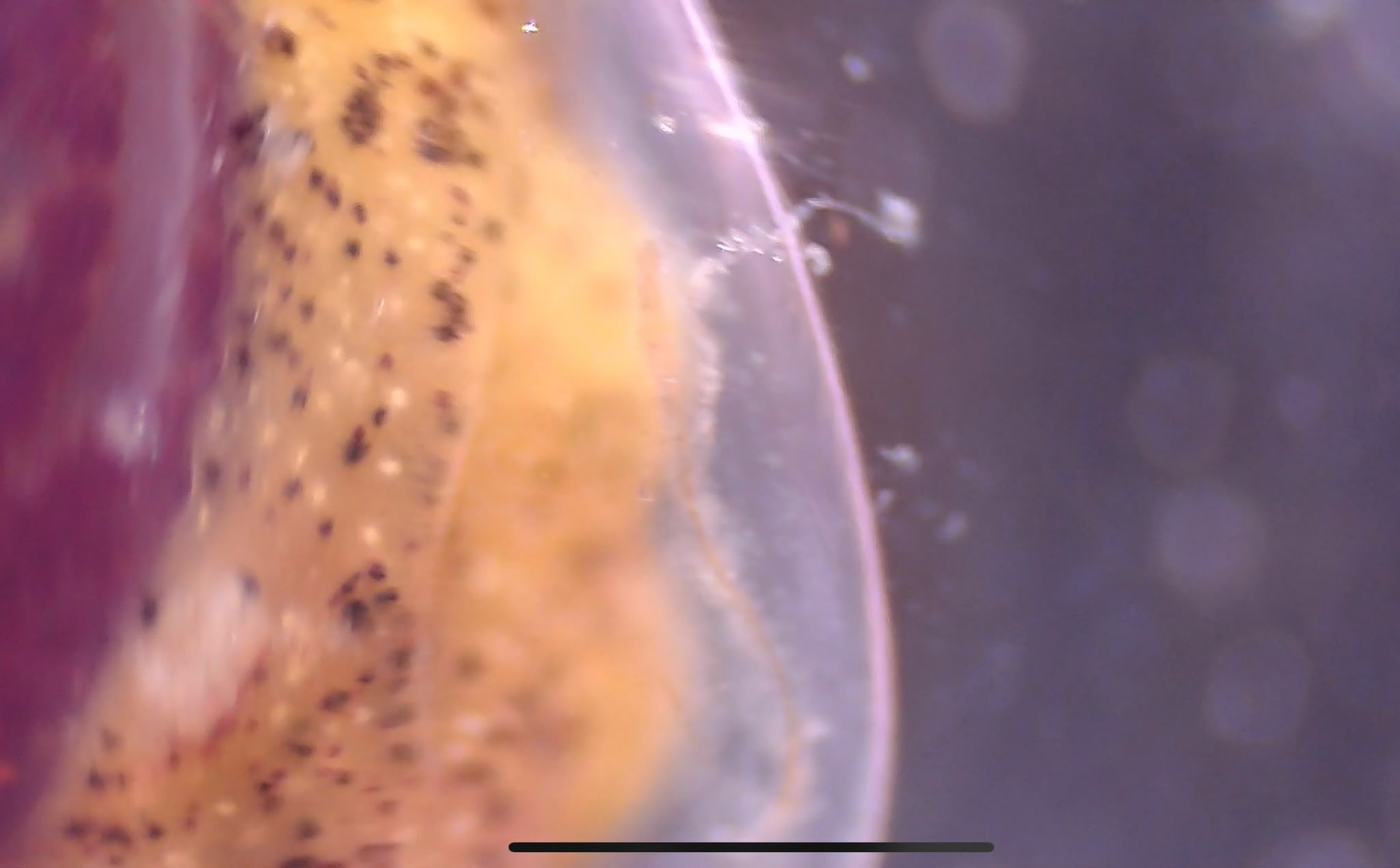 Un''armatura di gelatina: come si difende la Bulla striata
